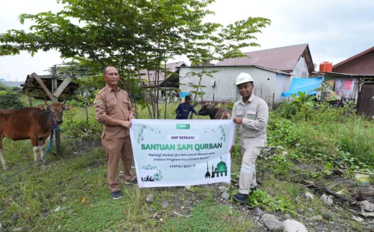  Jelang Idul Adha 1447 H, IMIP Salurkan Puluhan Hewan Kurban