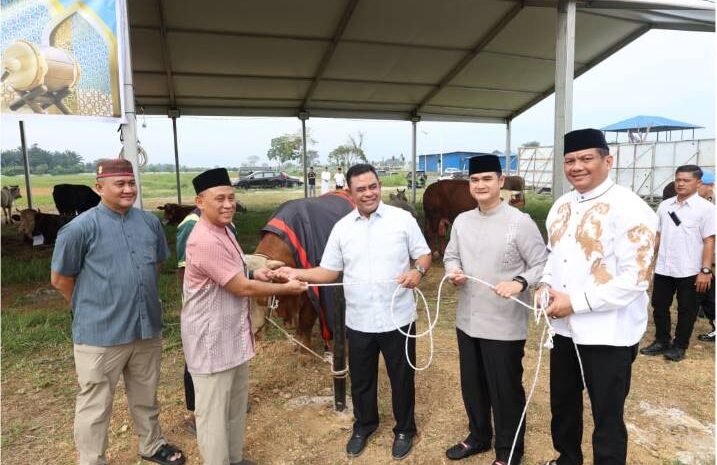  Polda Sumut Sembelih 31 Ekor Sapi di Hari Raya Idul Adha dan Dibagikan Dalam 4.976 Paket, Sapi Kurban Kapolda Berbobot 1 Ton