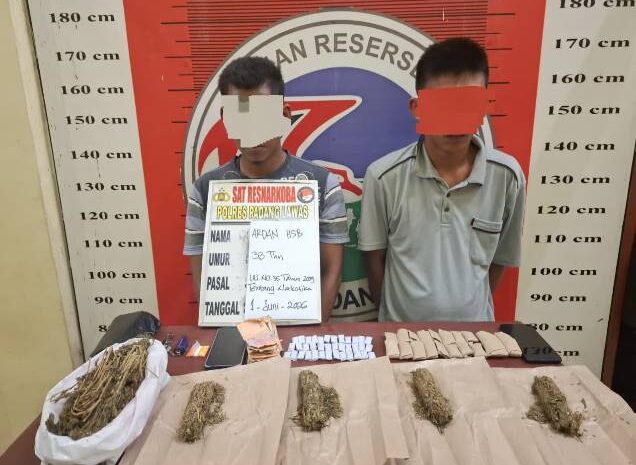 Satres Narkoba Polres Padang Lawas Tangkap Dua Terduga Pengedar Ganja