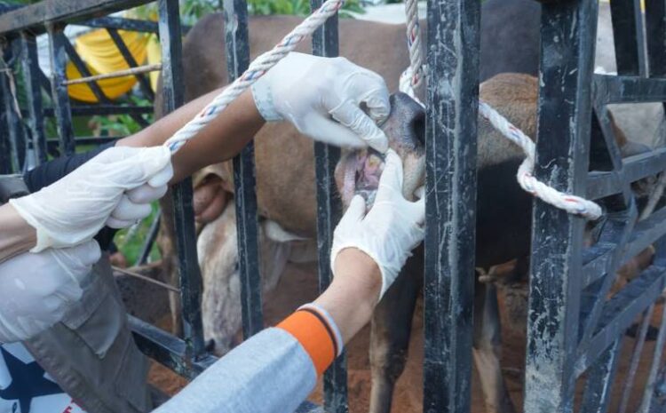  Pastikan Hewan Layak dan Sehat, Pemkab Asahan Gelar Pemeriksaan Kesehatan Hewan Qurban