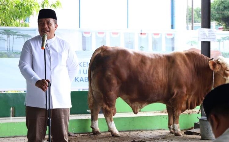  Bupati Asahan Saksikan Langsung Penyembelihan Sapi Bantuan Kemasyarakatan Presiden