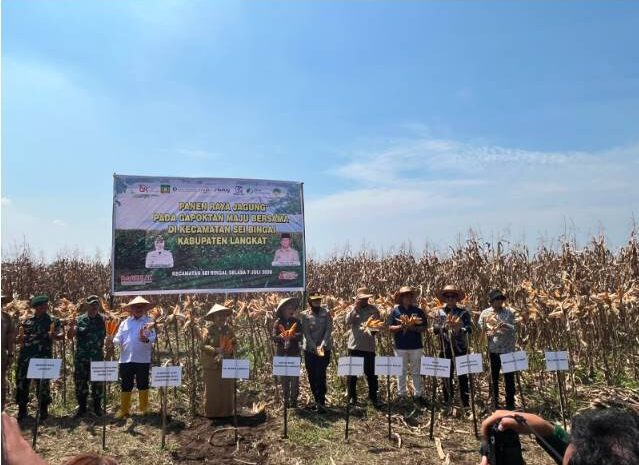  Wakapolres Langkat Hadiri Panen Raya Jagung Bersama Gapoktan Maju Bersama di Sei Bingai