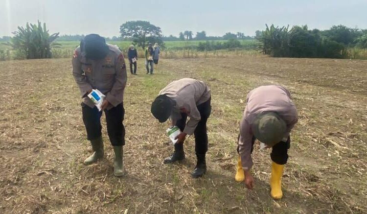  Dukung Ketahanan Pangan Nasional, Sat Brimob Polda Sumut Tanam Jagung di Lahan Binaan Kota Binjai