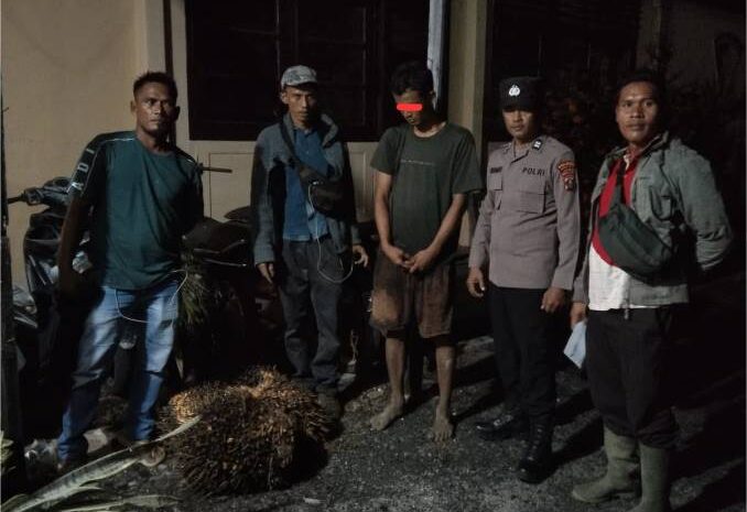  Pencuri Empat Tandan Sawit Milik Perusahaan Diamankan Polsek Pinangsori