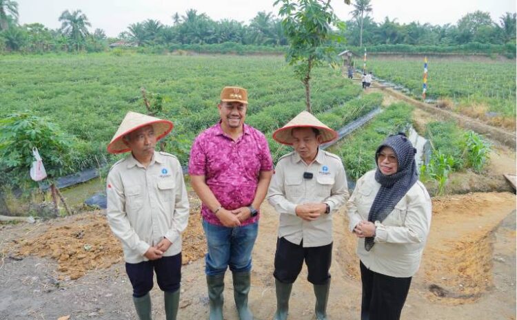 Cabai Batu Bara Go Nasional, Bupati Siapkan Varietas Unggul Adaptif