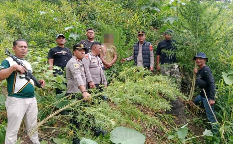  Polisi Langkat Ungkap 11 Batang Ganja di Perladangan, Seorang Pria Desa Ditangkap