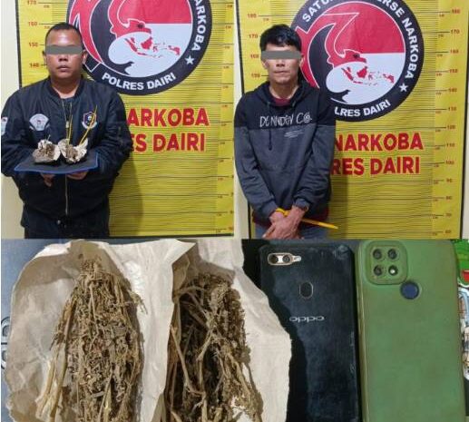  Kurir dan Pengedar Ganja di Bintang Mersada Dibekuk Polres Dairi