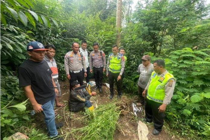  Pria 69 Tahun Kedapatan Bawa Ganja, Polres Karo Kembangkan Ke Ladangnya
